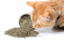 Cargar imagen en el visor de la galería, Frasco Hierba Gatera (Catnip) 20g.🐱
