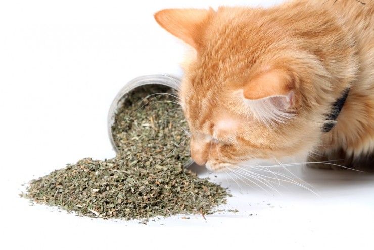 Frasco Hierba Gatera (Catnip) 20g.🐱