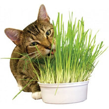 Cargar imagen en el visor de la galería, Cat Grass Kit Bioline 12g. 🐱
